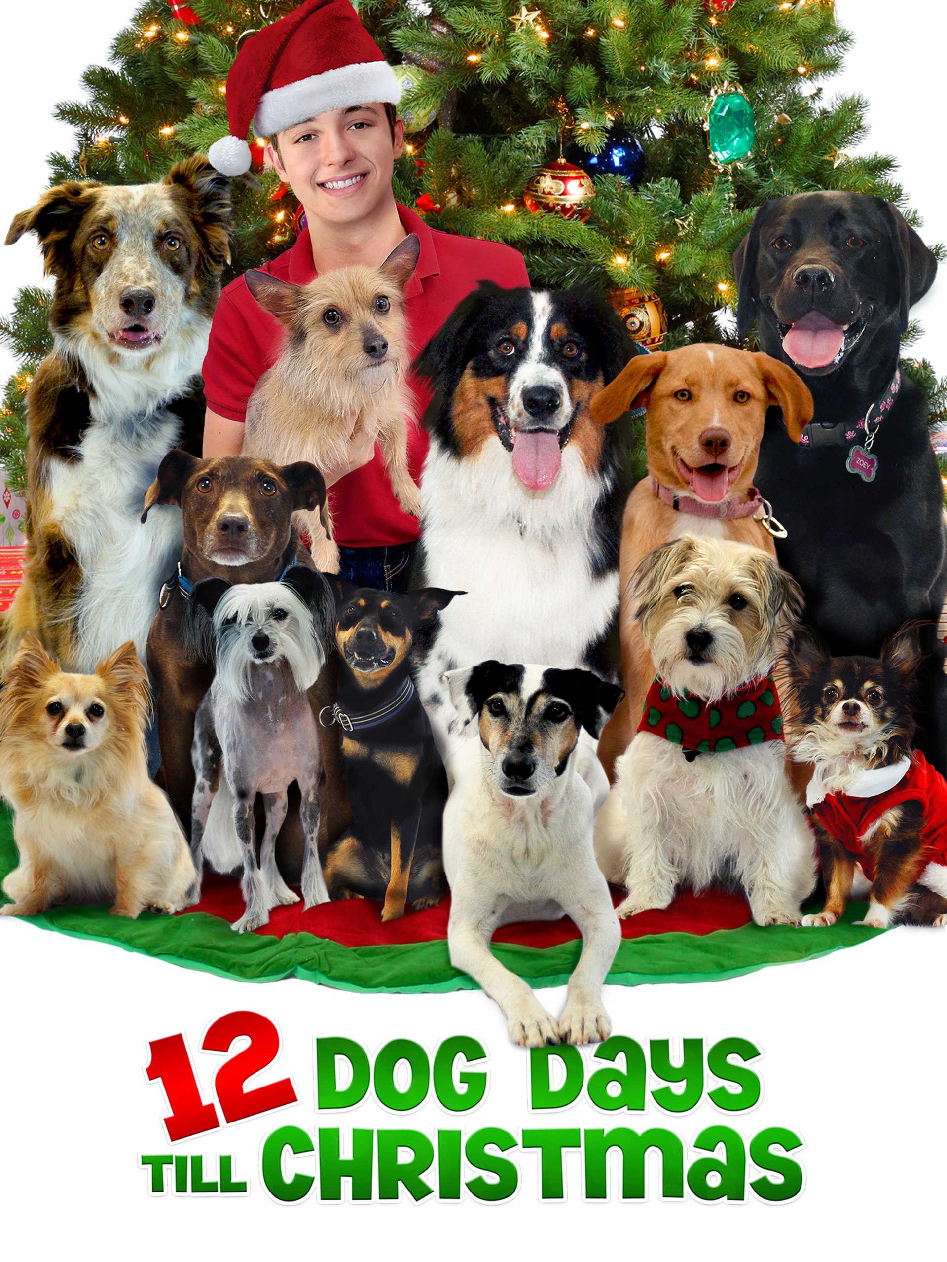 12 kutya egy nap karácsonyig