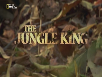 A dzsungel királya