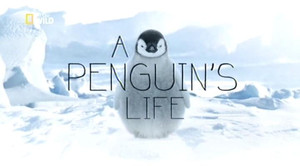 Egy pingvin élete