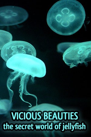 Veszélyesek és gyönyörűek - A medúzák
